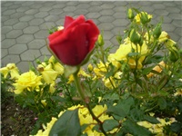 8d3965c6-Picture 180.jpg